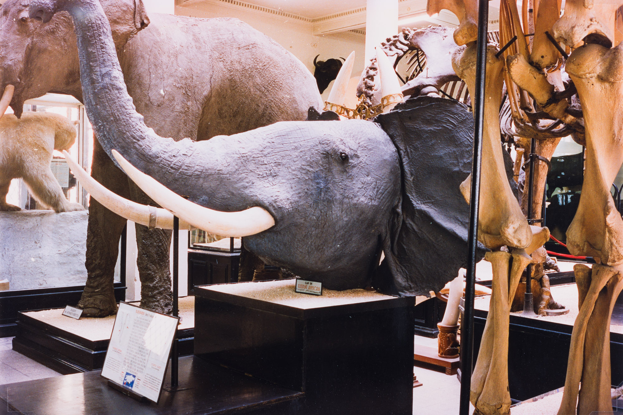 Aus der Serie "In unmittelbarer Nähe", Antipa, Naturhistorisches Museum, Bukarest, o.J.