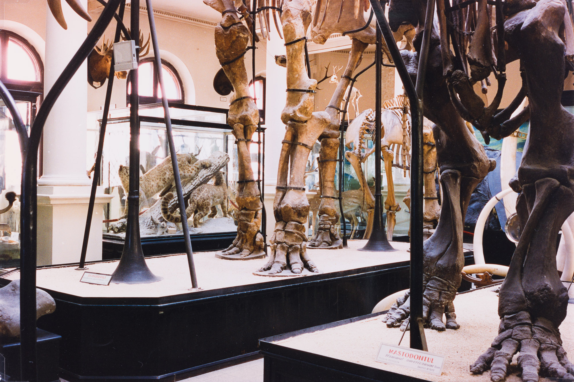 Aus der Serie "In unmittelbarer Nähe", Antipa, Naturhistorisches Museum, Bukarest, o.J.