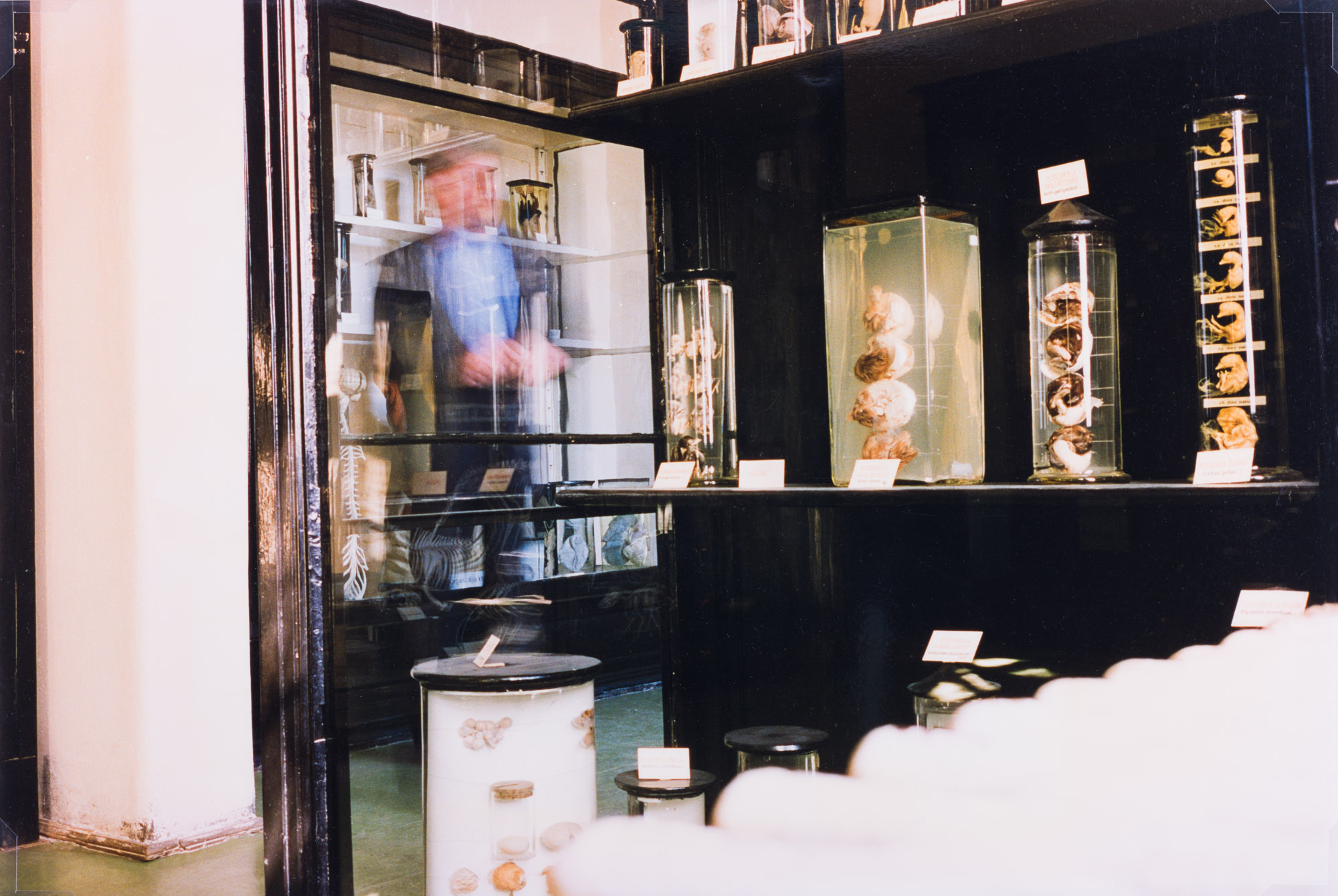 Aus der Serie "In unmittelbarer Nähe", Antipa, Naturhistorisches Museum, Bukarest, o.J.