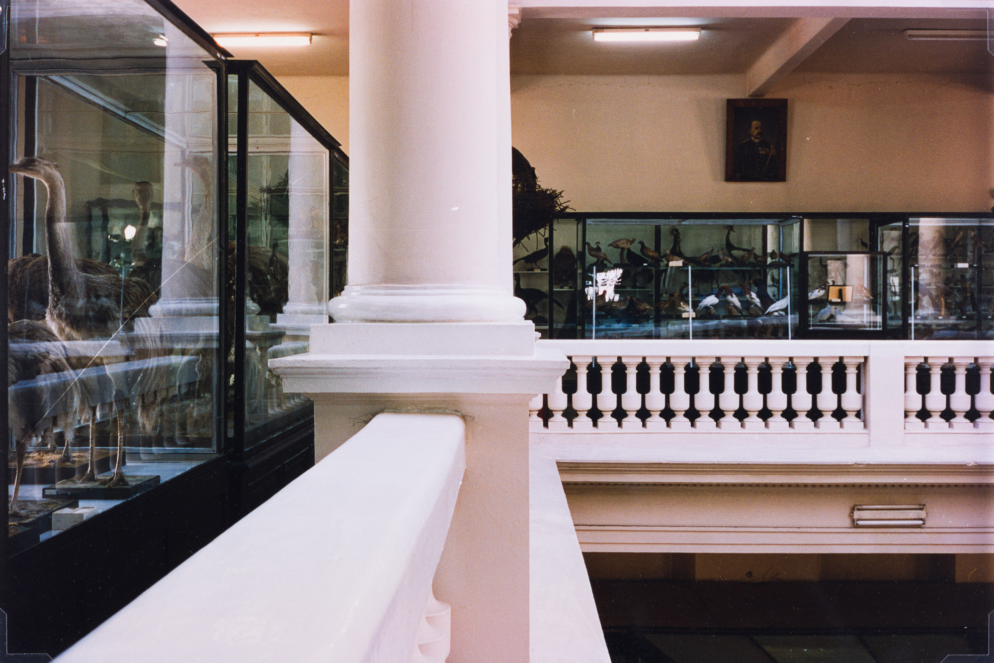 Aus der Serie "In unmittelbarer Nähe", Antipa, Naturhistorisches Museum, Bukarest, o.J.