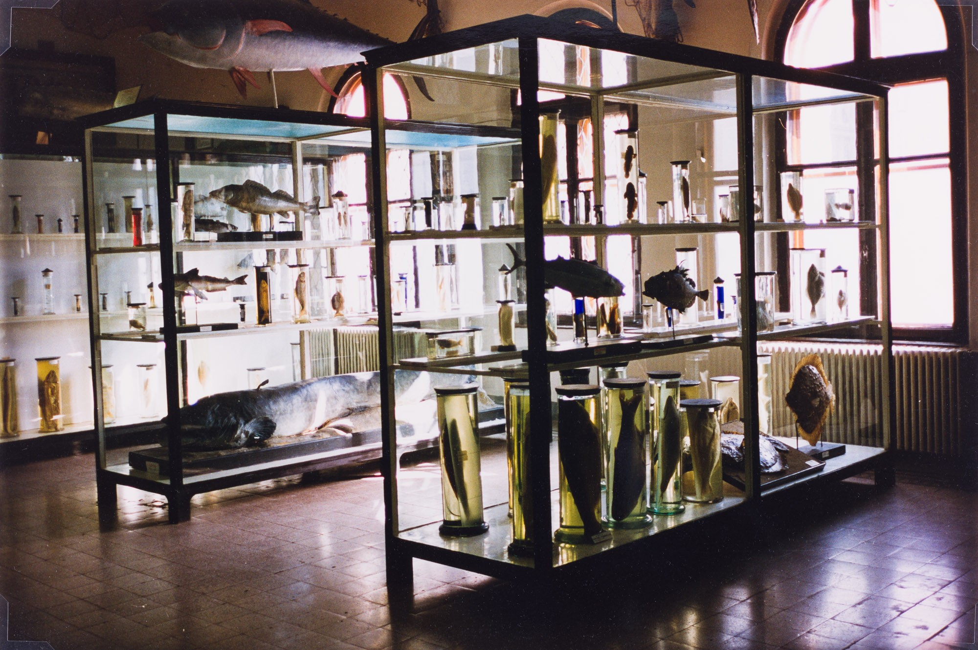 Aus der Serie "In unmittelbarer Nähe", Antipa, Naturhistorisches Museum, Bukarest, o.J.