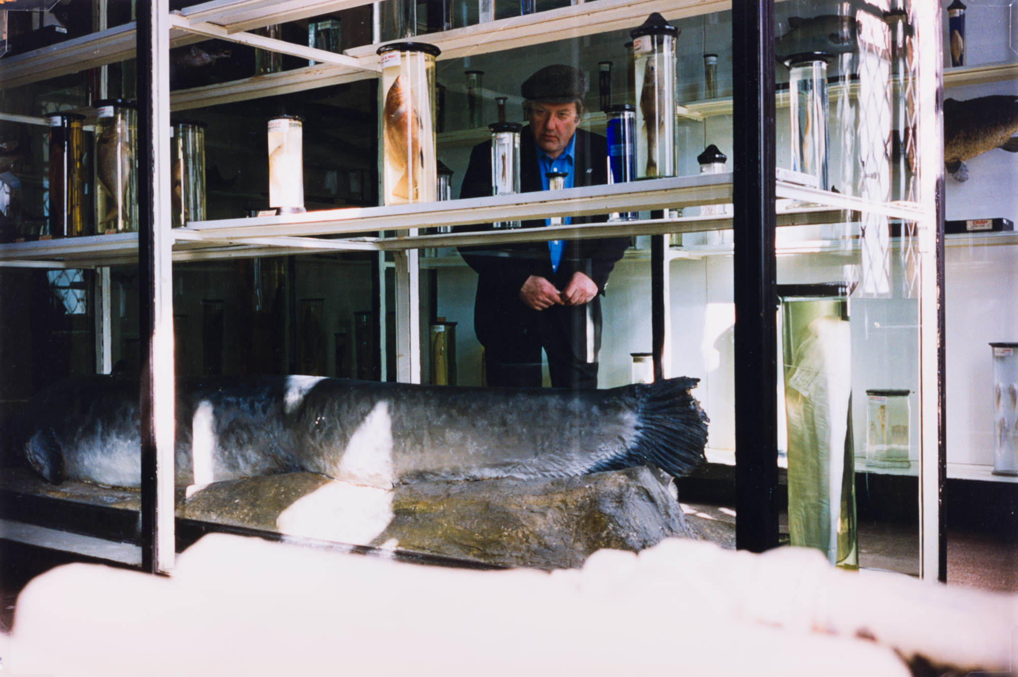 Aus der Serie "In unmittelbarer Nähe", Antipa, Naturhistorisches Museum, Bukarest, o.J.