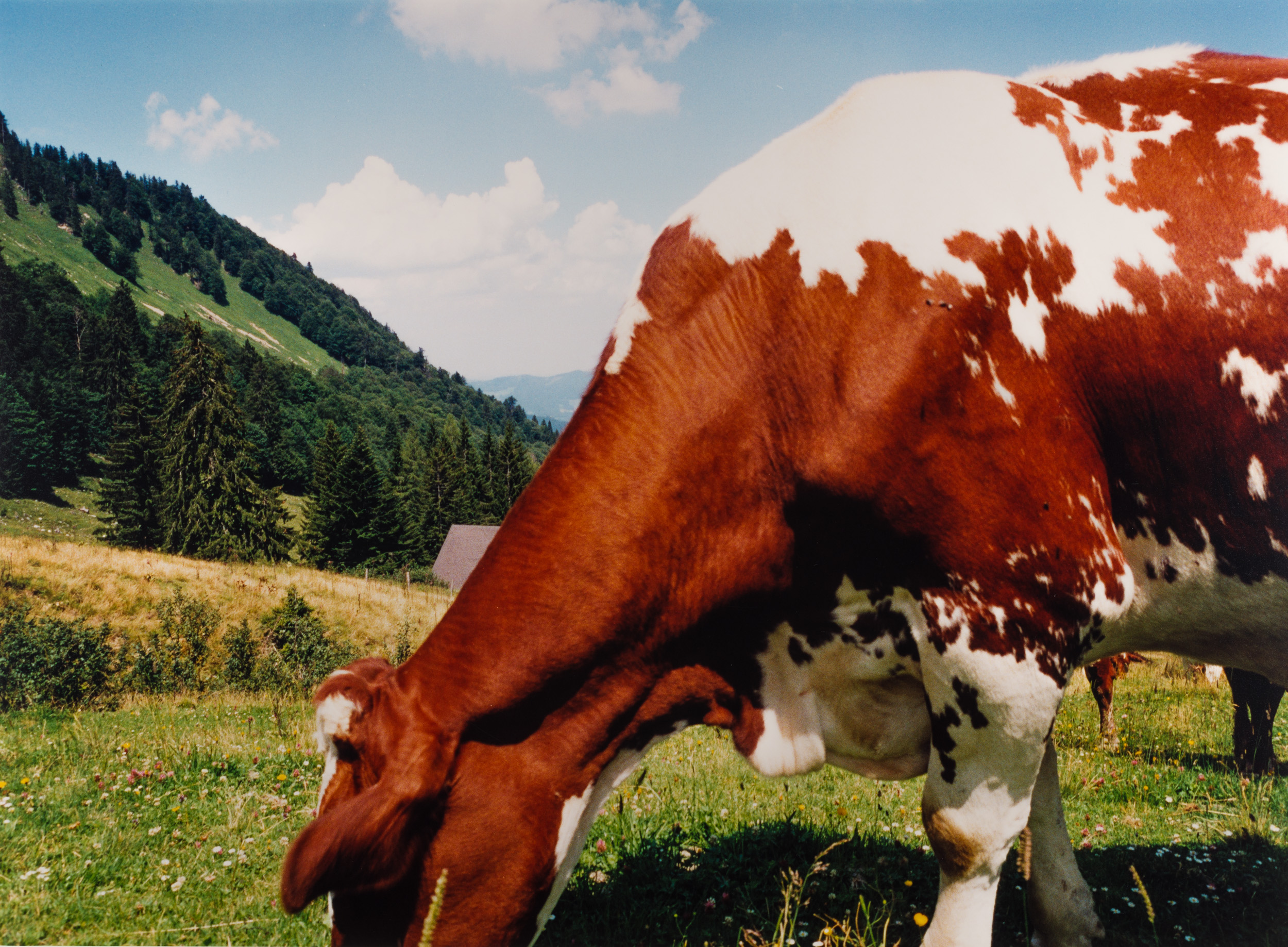 Aus der Serie "Kühe", o. J.