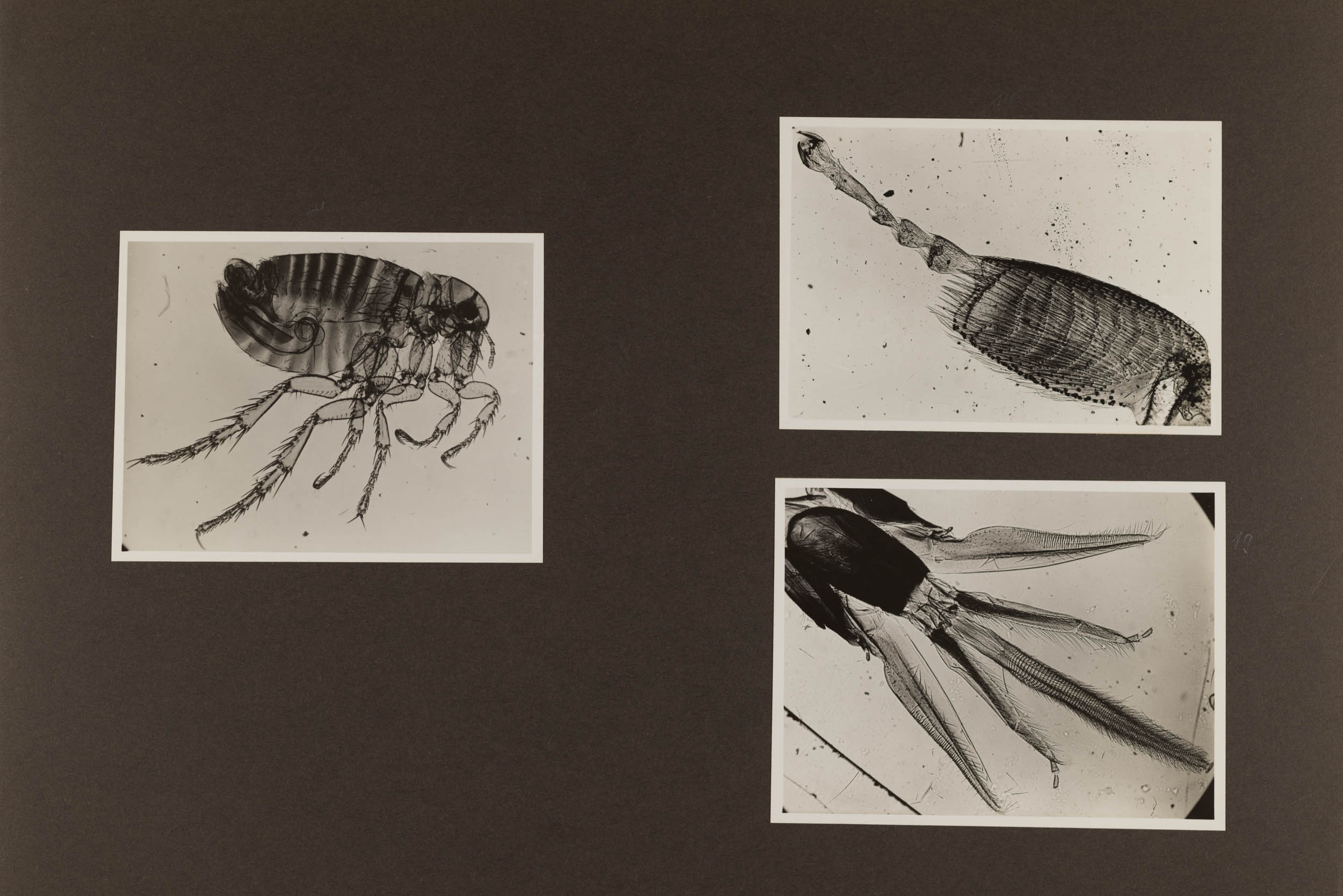 Technische Musterbilder Agfa Fotoschule, Berlin, 1931