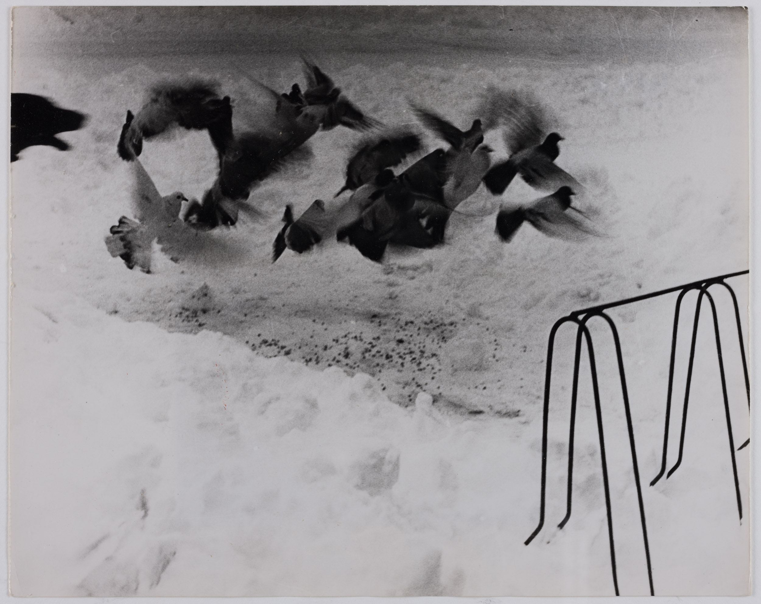 Aufgeschreckte Tauben im Winter, o.J.