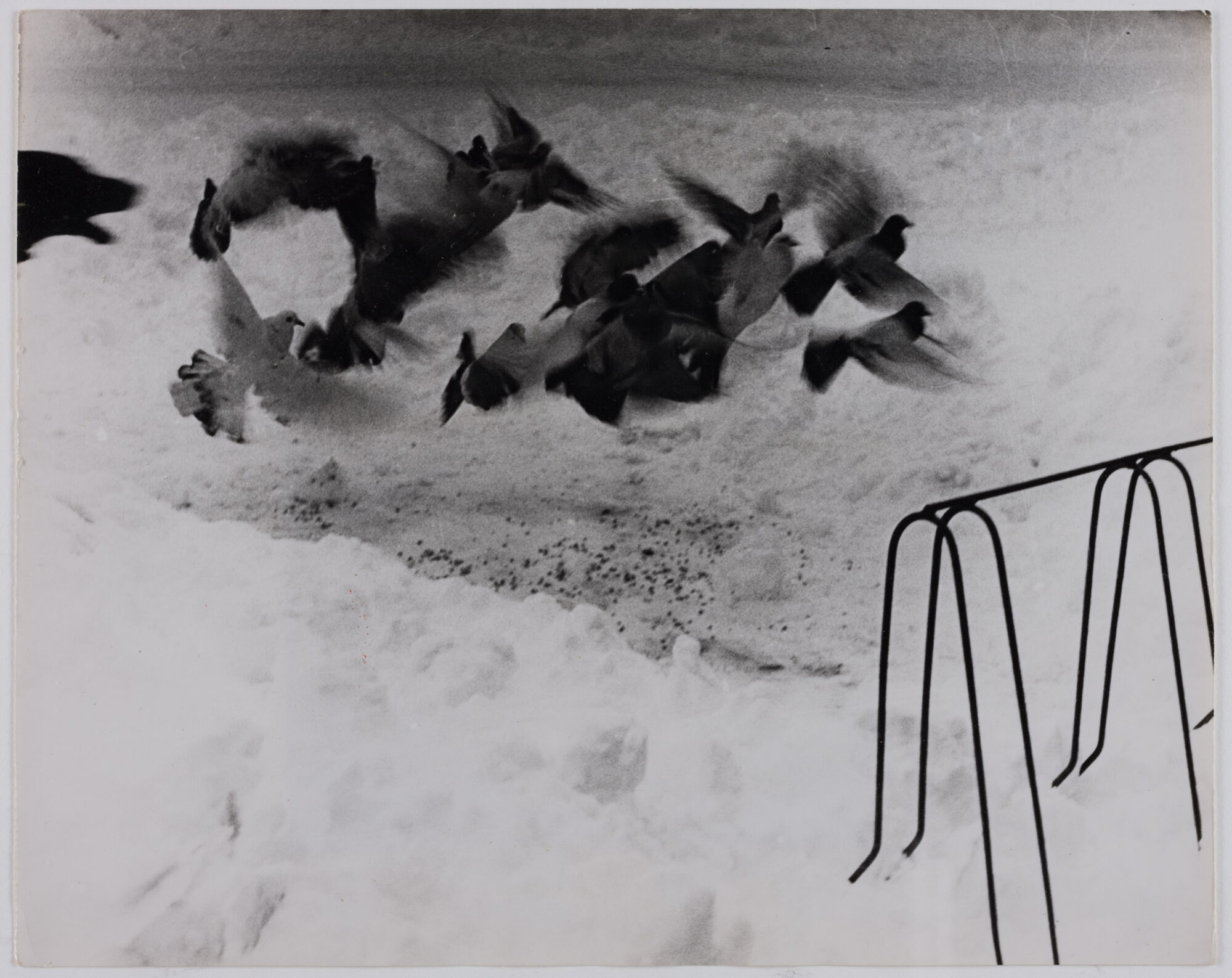 Aufgeschreckte Tauben im Winter, o.J.