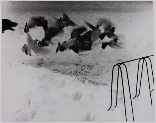 Aufgeschreckte Tauben im Winter, o.J.