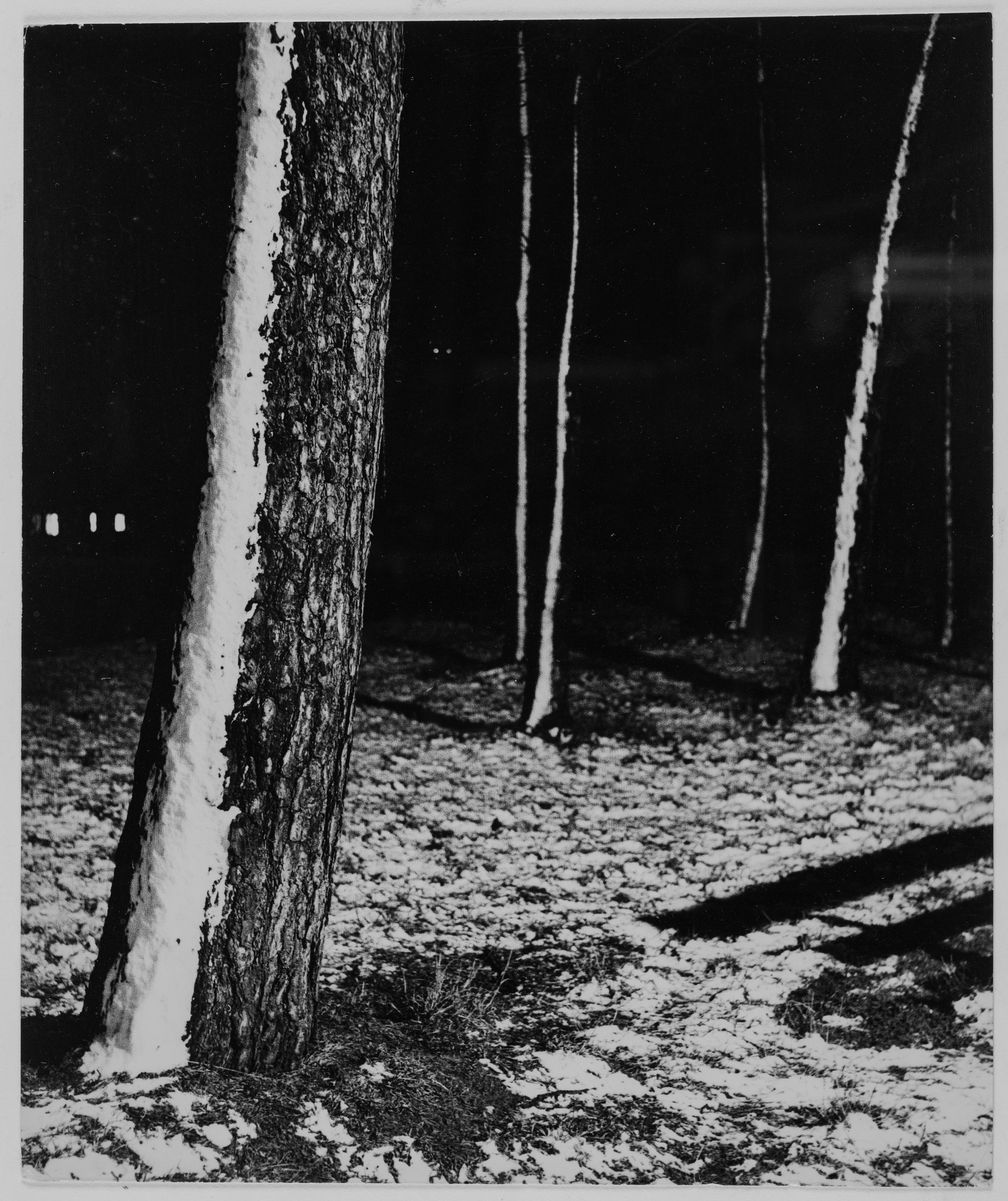 Parkbäume in einer Winternacht, o.J.